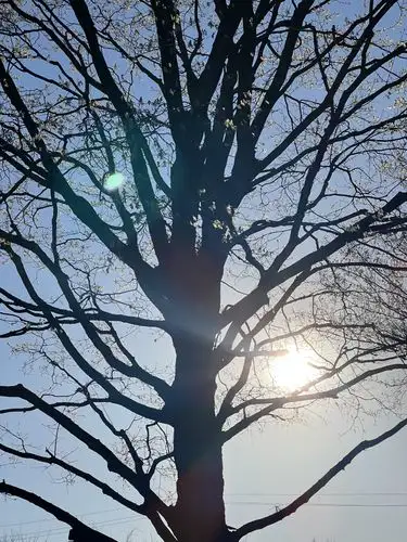 Nature's silhouette, catching the day's golden light.